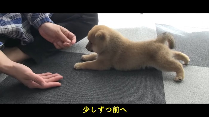 伏せる子犬