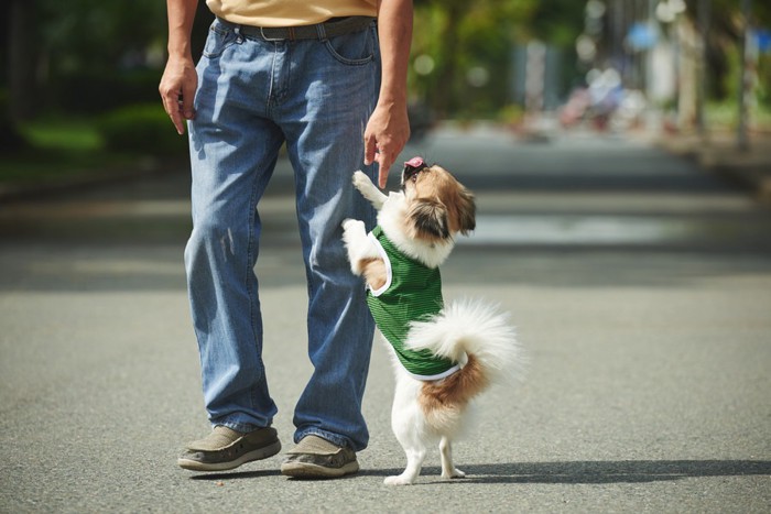 人の足元で立つ犬