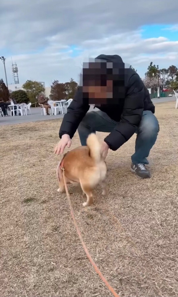 飼い主さんに撫でてもらう豆柴