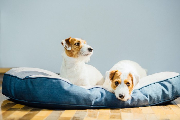 犬用のベッドでくつろぐ二頭の犬