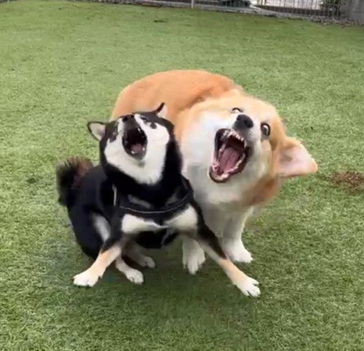 全力で遊んだら、すごいお顔に！