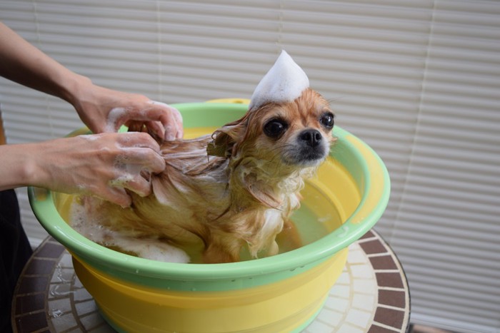 シャンプーしているチワワ