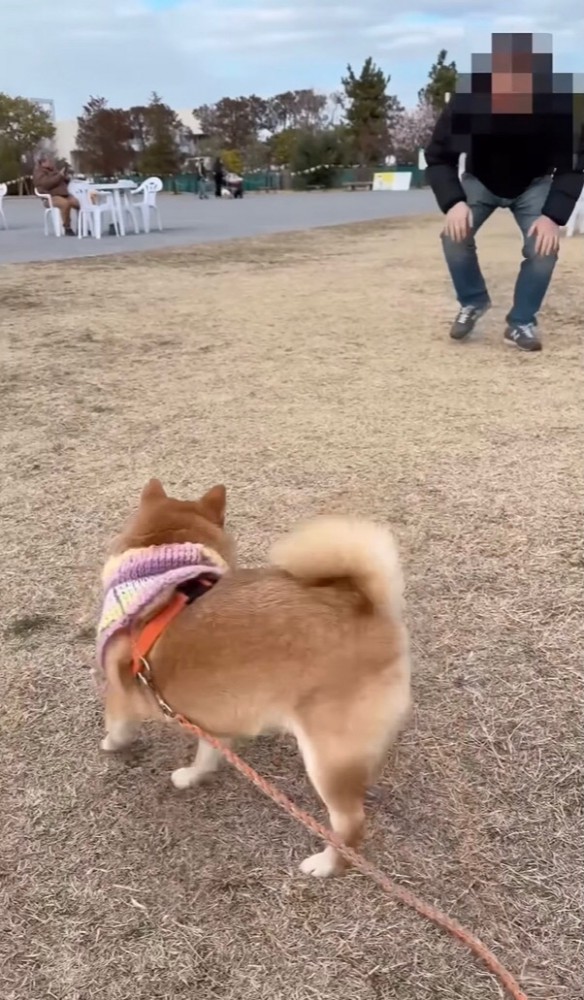 近付いてくる飼い主に気付いて喜ぶ豆柴