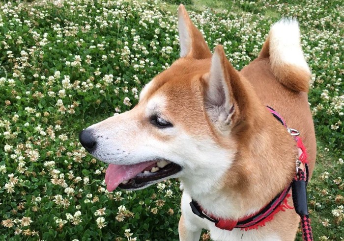 シロツメクサと柴犬 