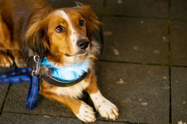 青いライトの首輪を付けて伏せする犬