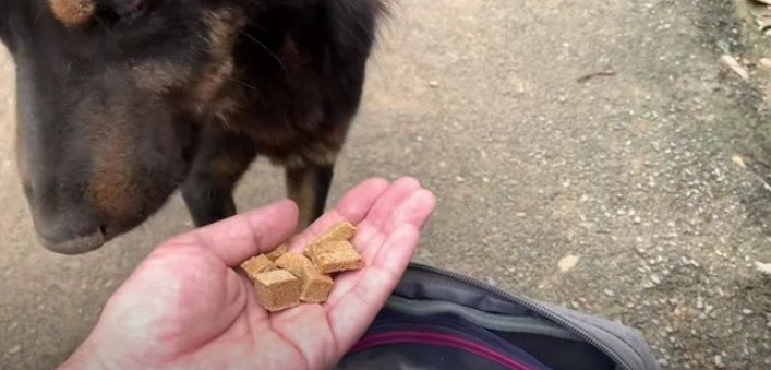 食べる野良犬