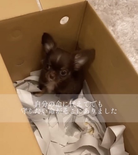 段ボール箱の中から見上げる小さな犬