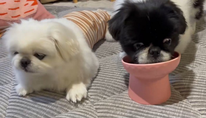 はんちゃんが先に完食