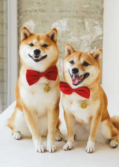 並ぶ姉妹犬