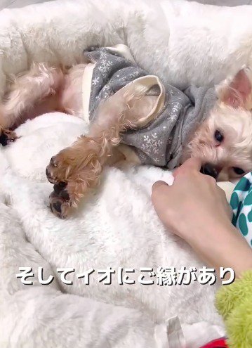 横になってカメラを見つめる犬