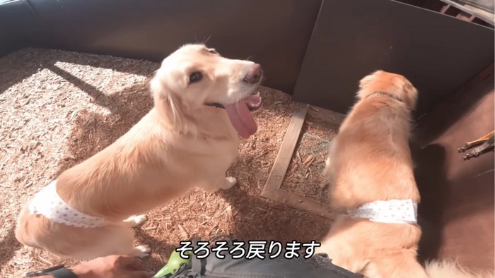 カメラを見る犬