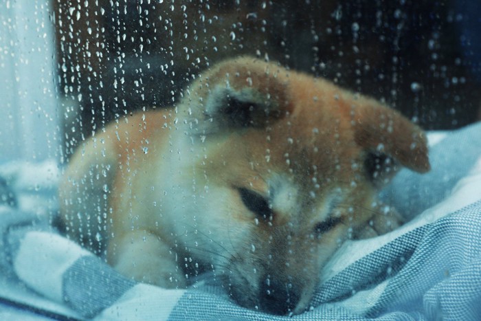 雨の窓際でしんどそうな子犬の柴犬