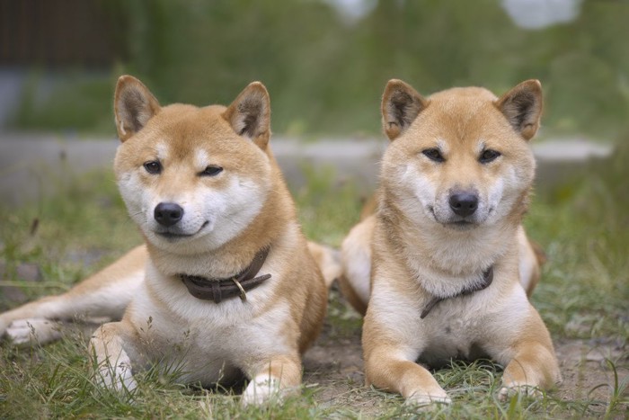 並んで伏せをしている柴犬