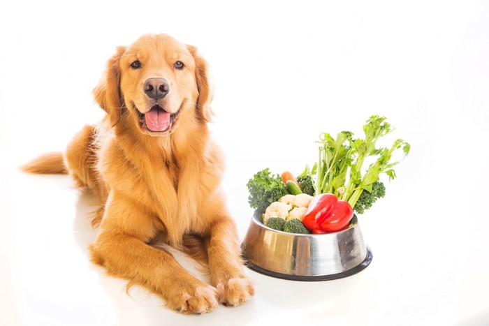 たくさんの野菜と犬