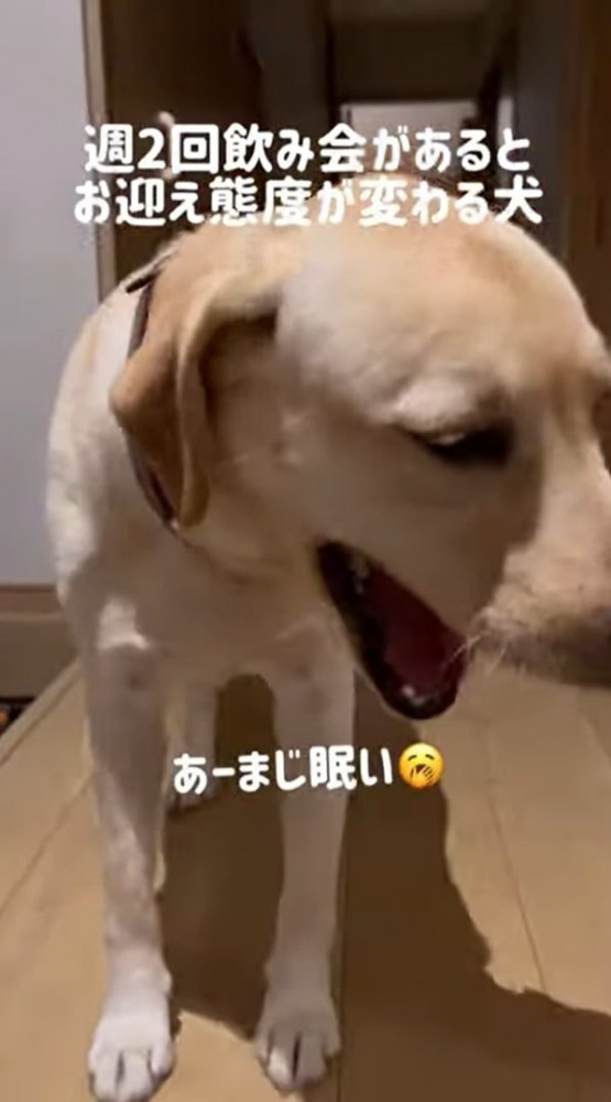 あくびをする犬