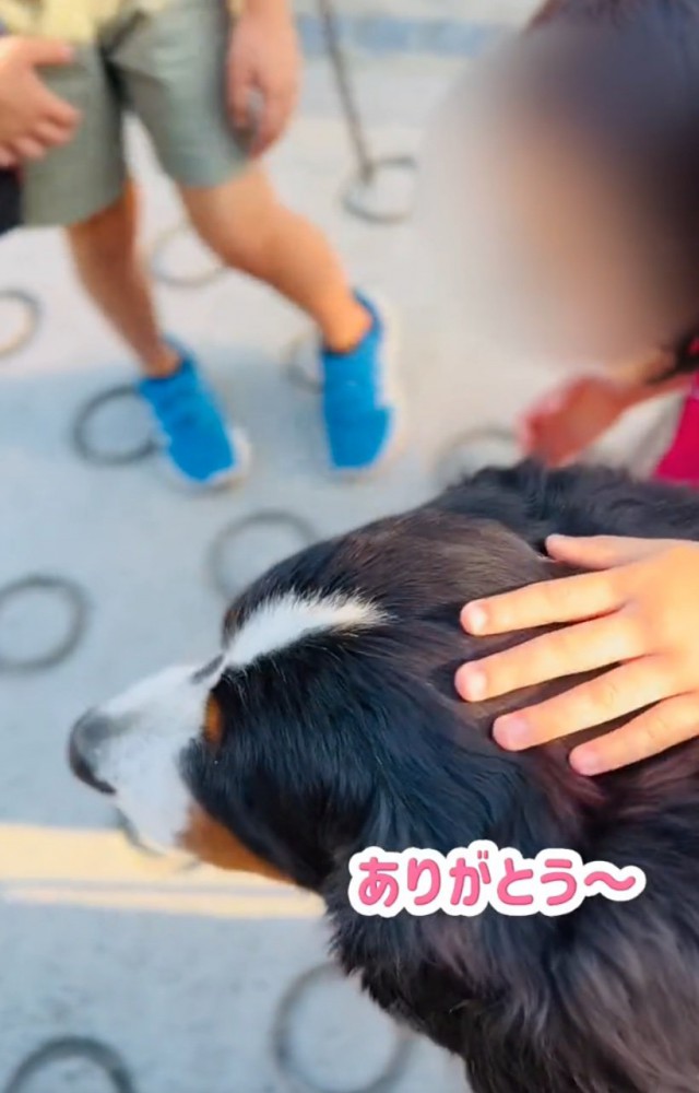 小学生に話しかけられる超大型犬2