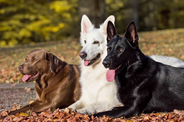 3匹の犬