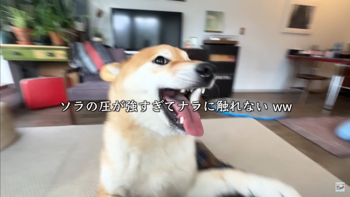 ナラちゃん＆ソラくんの熱烈歓迎6