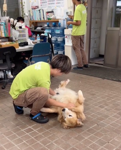 飼育員さんにお腹なでなでしてもらうきんちゃん