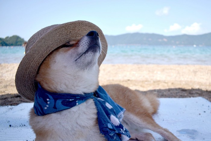 麦わら帽子を被る柴犬