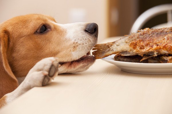 犬と焼き魚