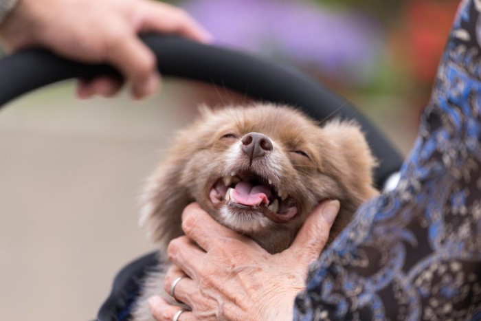 顎をなでられている犬