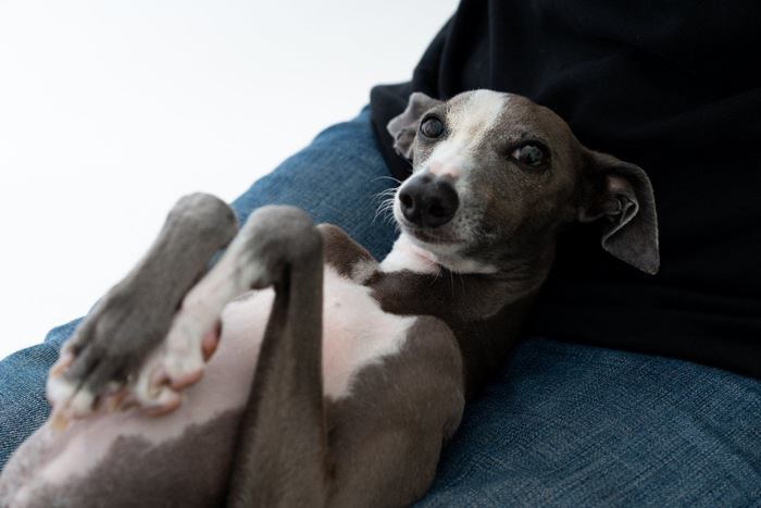 飼い主の膝の上で仰向けに寝転がる犬