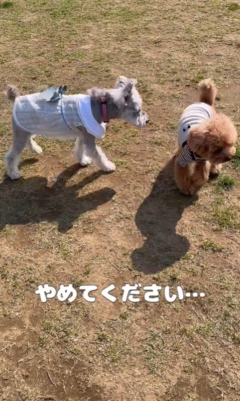 お留守番はイヤなポン太くん⑩