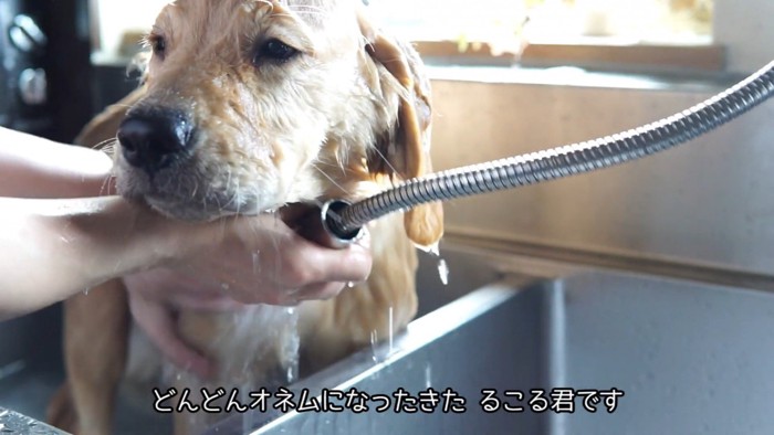 るこる君の初シャンプー4