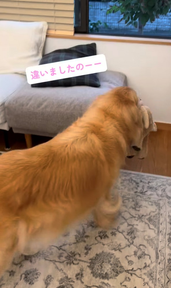 絨毯の上に立つ犬