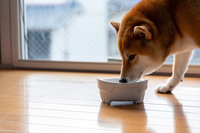 お皿に鼻を入れる柴犬