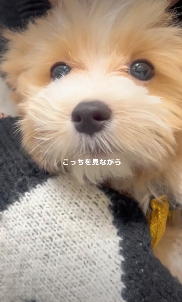 抱っこされる子犬