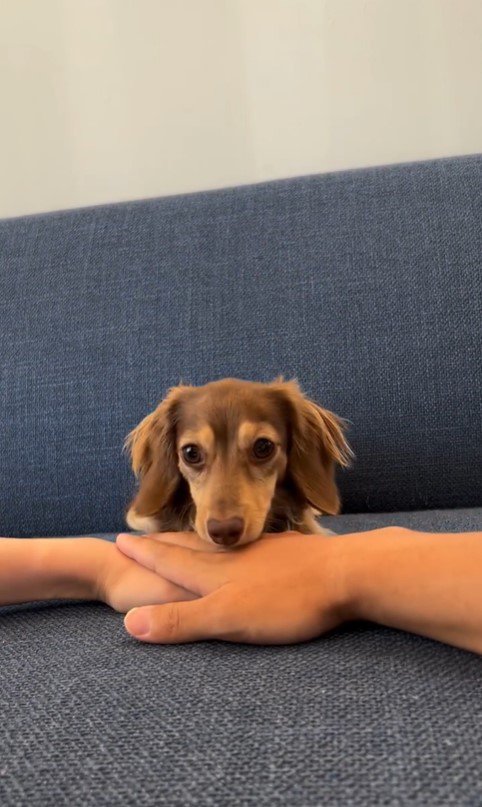 ティアちゃんの手を重ねるチャレンジ6