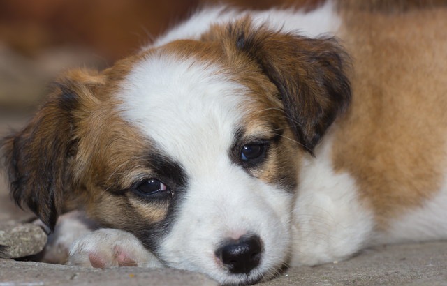 ふせしてる犬