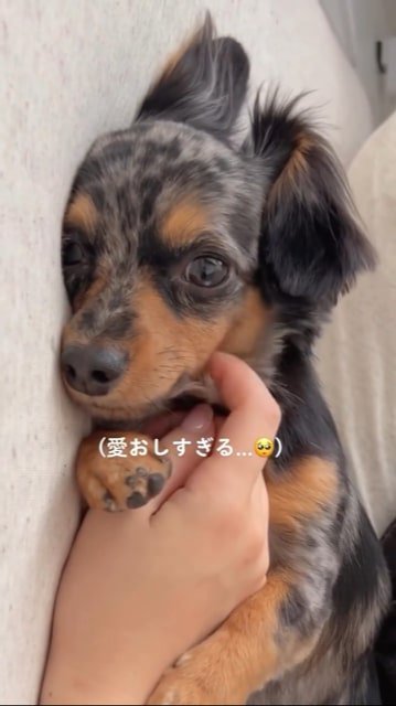 首を撫でられる犬