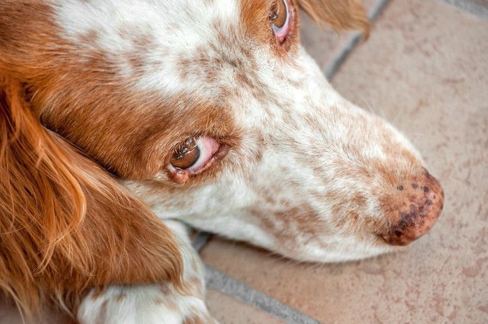 チェリーアイのような犬の顔アップ