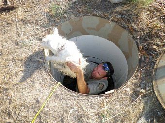 助け出される犬