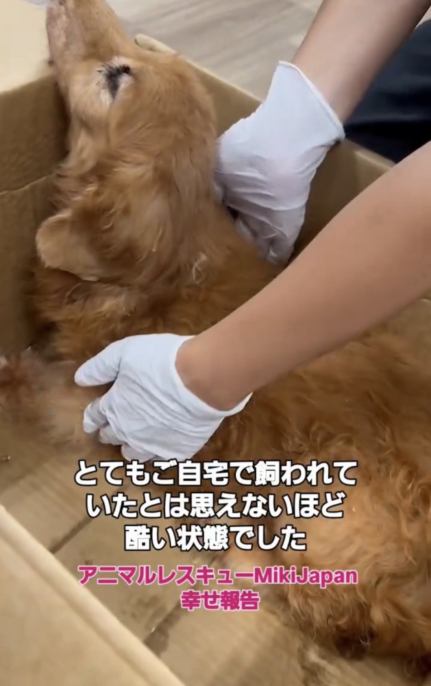 箱の中で体を支えられる犬