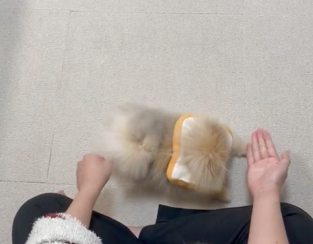 空っぽの右手を見る犬