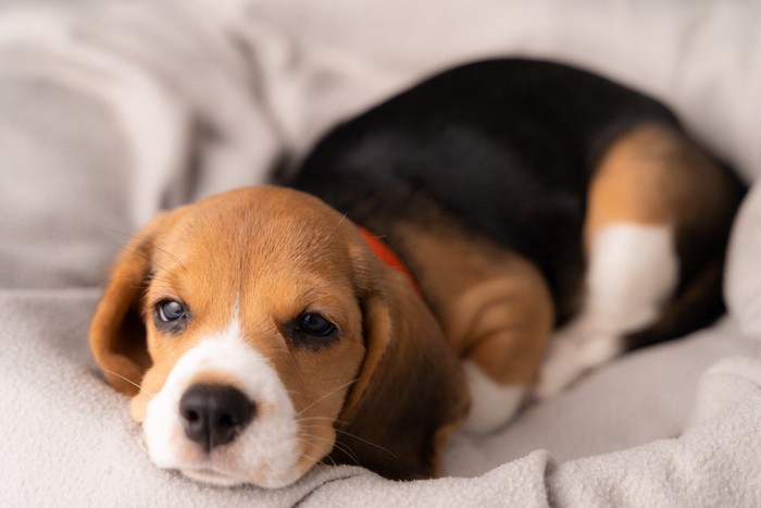 ベッドで横になるビーグルの子犬