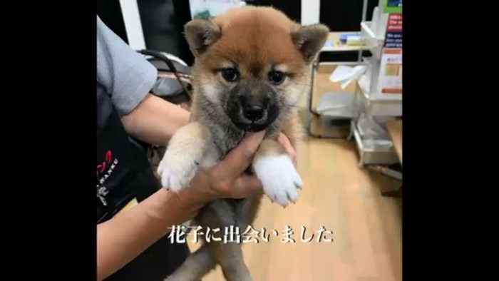 子犬の花子ちゃん