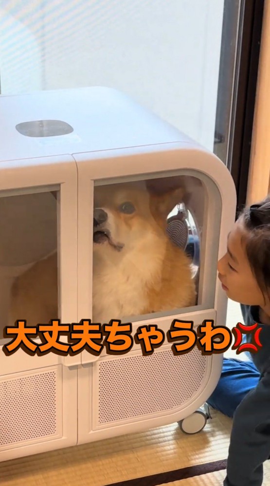 不満そうな表情でドライヤーハウスの外を見つめる犬