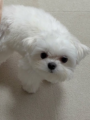 マルチーズの「ライス」くん