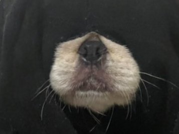 ひょっこり