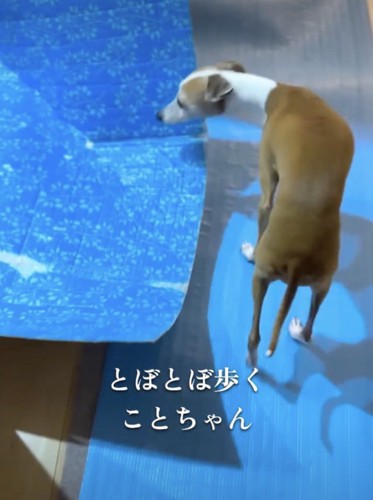 「おにーさん…どうして…」