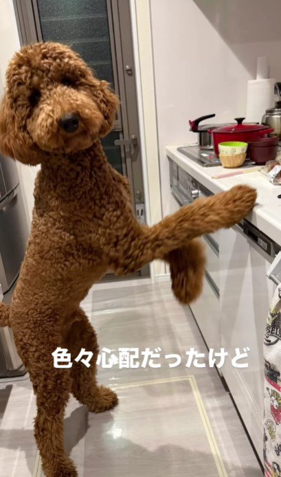 大型犬は初めてだったけど…