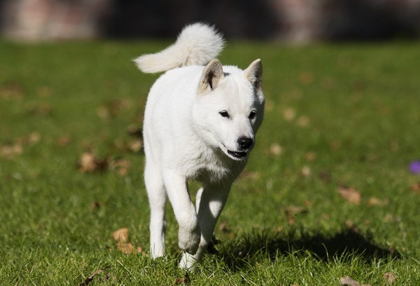 北海道犬が走る