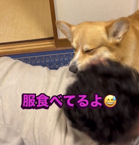 服に顔を押しつける犬