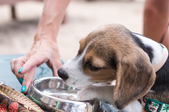 餌を食べる犬