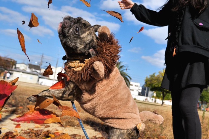 散歩で大喜びの犬